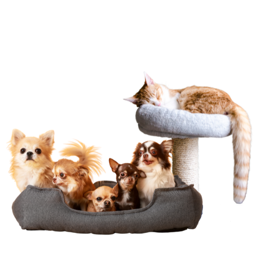 Pet Beds and Comfort